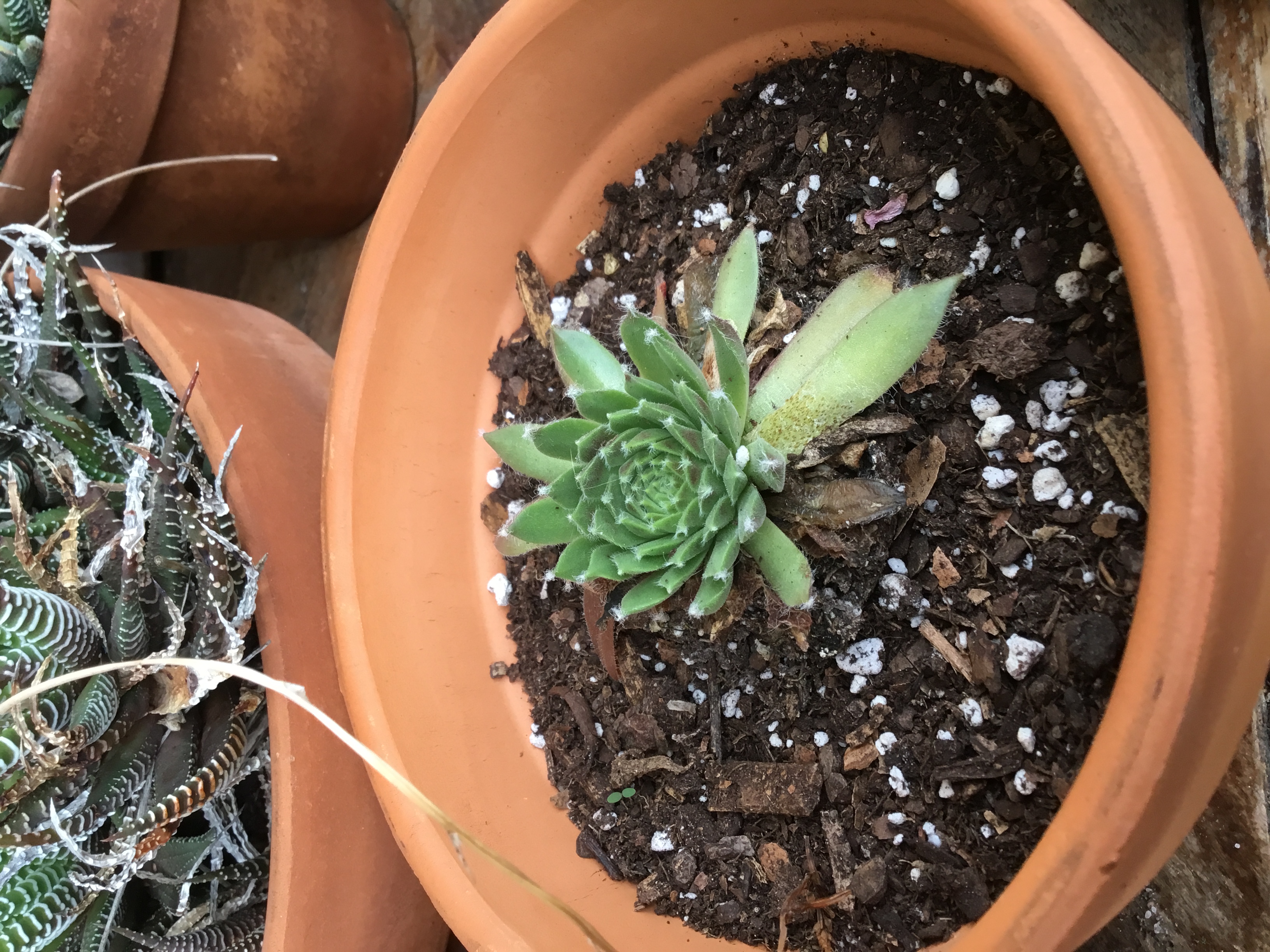 Sempervivum Pacific Blue Ice.jpg